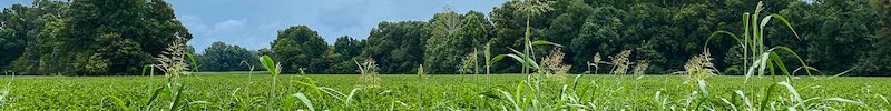 Corn Field